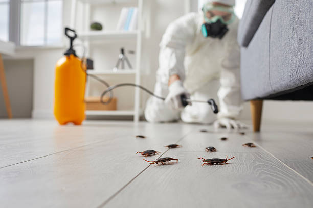 Commercial Kitchen Cockroach Control in Lyndonville
